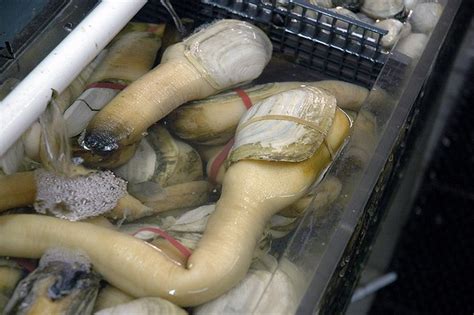 Best Images About Geoduck Clam Yes It S Real On Pinterest
