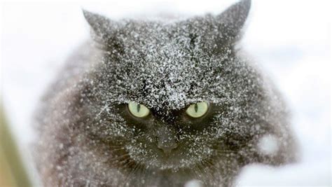 How To Keep Your Cat Safe During A Blizzard Cattime