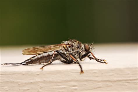 robber fly asilidae photographed with canon eos 5d cano… flickr