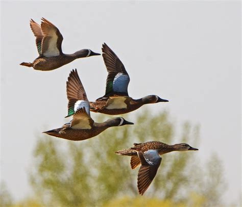Hybrid Duck Study Why Do Waterfowl Hybridize