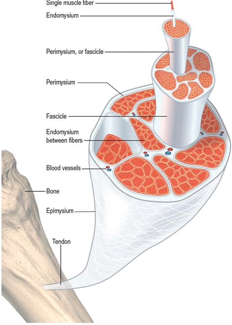 2 The Layers Of The Deep Fascia From The Epimysium Of The Muscle To The