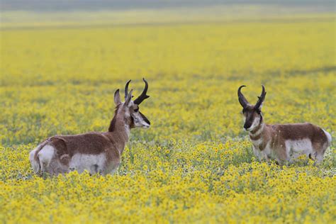 Pronghorn Antelope Home On The Plains Ojai Hub
