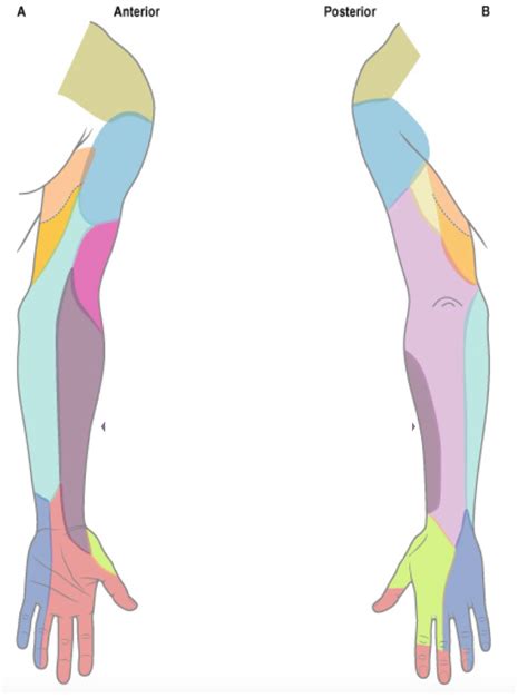 Cutaneous Supply Peripheral Nerve Upper Limb Diagram Quizlet