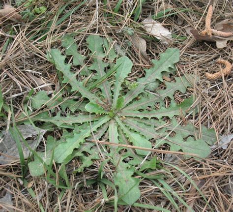 We did not find results for: Sensible Survival: Edible Wild Plants - Dandelion Greens