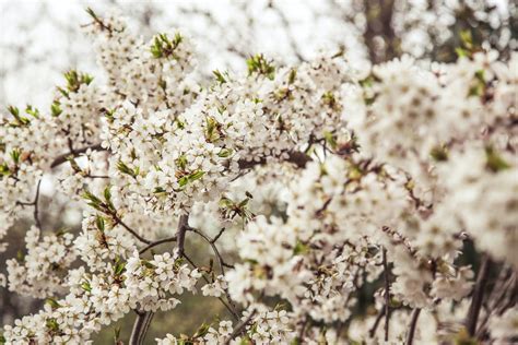 Selective Photo Of White Petaled Flower Photo Free Tree Image On Unsplash