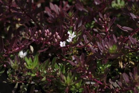 Myoporum Parvifolium Purpurea An Australian Native Evergreen Matting