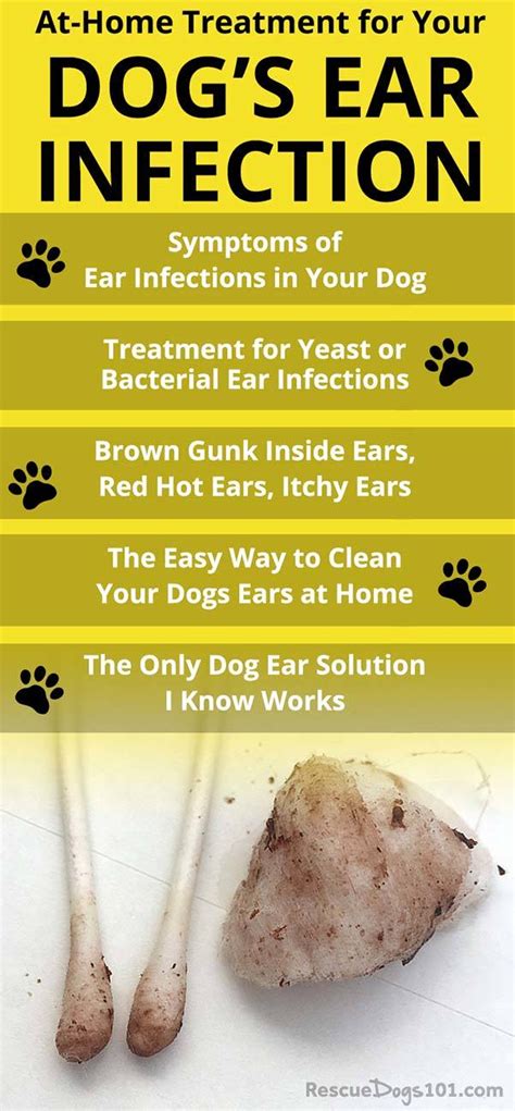 The Secret To Getting Rid Of Ear Infections In Your Dog At Home In 2021