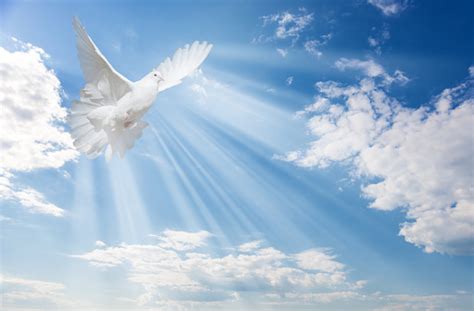 White Dove Against Blue Sky With White Clouds Stock Photo Download