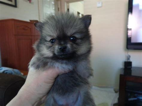 Akc Very Small Red Wolf Sable Pomeranian Female For Sale In Colville