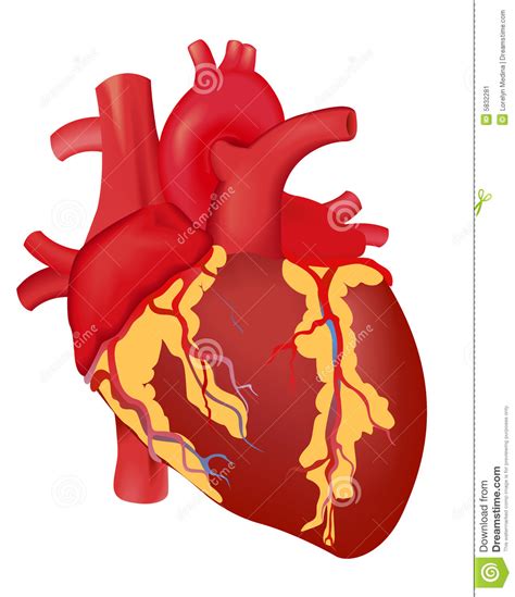 Coeur humain illustration stock. Illustration du - 5832281