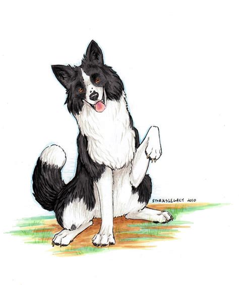 Border Collie By Stormslegacy On Deviantart