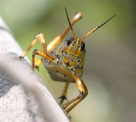 Free Images Animal Green Shadow Bug Yellow Fauna Invertebrate