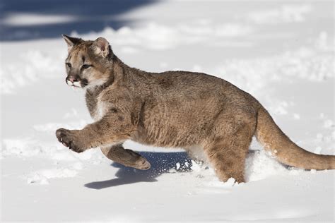 Mountain Lion History And Some Interesting Facts