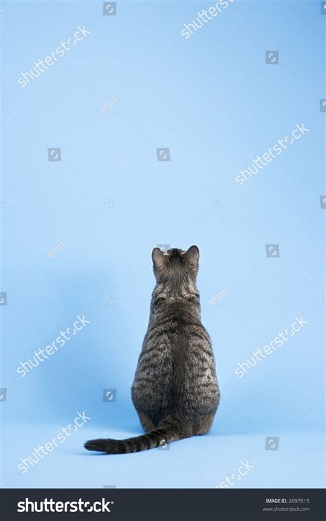 Back View Of Gray Striped Cat Sitting On Blue Background. Stock Photo 2697615