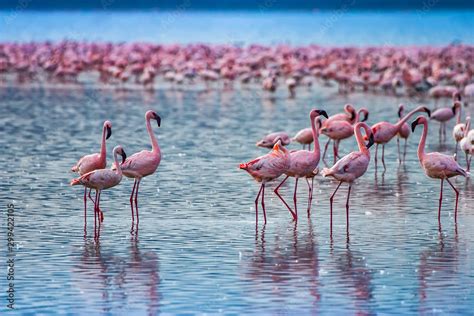 Flamingo African Flamingos Stand In Blue Water Landscapes Of Lake Naykuru A Flock Of Pink
