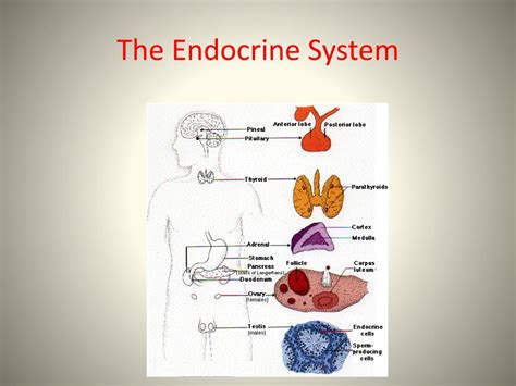 Ppt Endocrine System Powerpoint Presentation Free Download Id