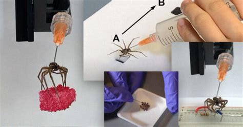 Scientists Turn Dead Spiders Into Necrobotic Arachnoborgs