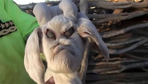 Goat Born With Demonic Face Terrifies Locals So Badly They Called