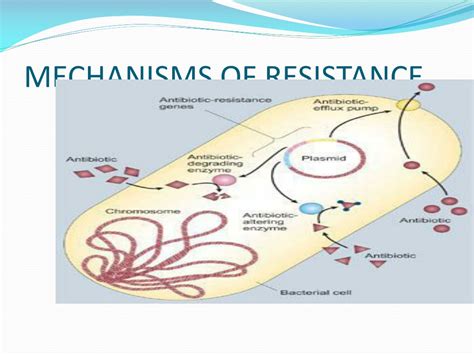 PPT MECHANISMS OF ANTIBIOTIC RESISTANCE PowerPoint Presentation Free Download ID