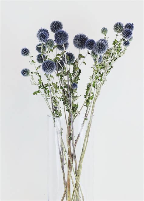 This flower provides a crisp white look for an autumn average stem length: Afloral.com Launches Colorful Dried Flower Line to ...