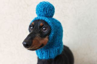 The knitting video tutorial we're showcasing today is brought to us by one of the knitting experts at craftsy.com, a website created by and for crafts in this particular video craftsy knitting expert stefanie japel presents to us a project which can be completed in 1 hour! Ravelry: Blue Dog Hat pattern by Valya Boutenko