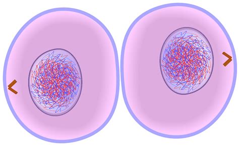 Cytokinesis The Process That Follows The Last Stage Of Mitosis With