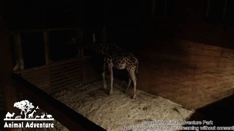 April The Giraffe Cam Animal Adventure Park Youtube