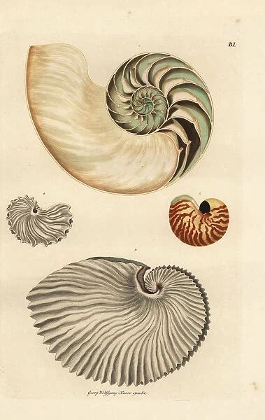 Nautilus Nautilus Pompilius And Greater Available As Framed Prints