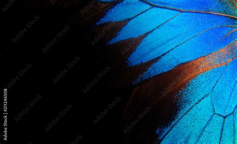 Wings Of A Butterfly Ulysses Wings Of A Butterfly Texture Background