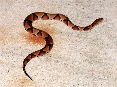 Copperheads Snakes Ohio Images