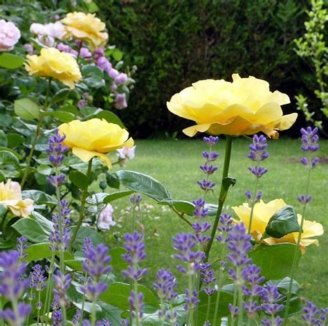 Flowersgardens And Blooms Yellow Roses Gorgeous Gardens Rose