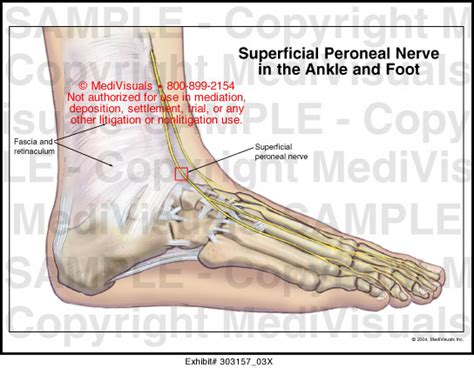 Medivisuals Superficial Peroneal Nerve In The Ankle And Foot Medical