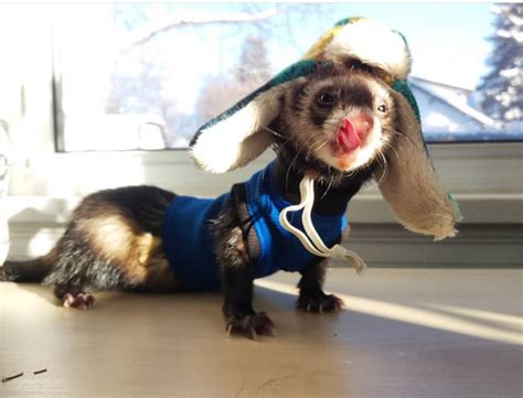 Best Ferret Halloween Costumes The Modern Ferret