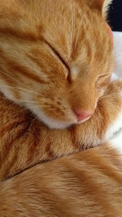 Orange Ginger Tabby Cat Cat Cats Cats Orange Tabby Cats Cute