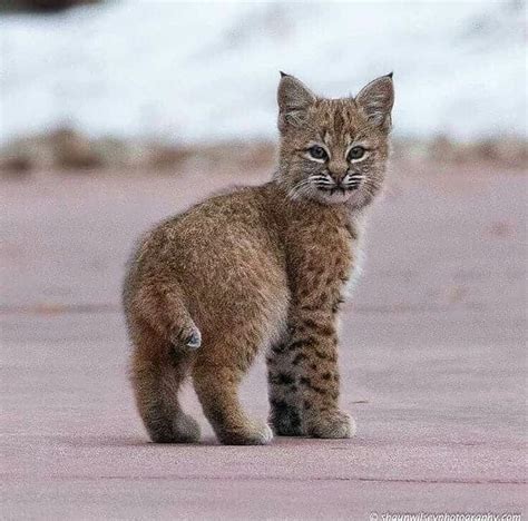 Baby Bobcat In 2020 Bobcat Kitten Rare Cats Wild Cats