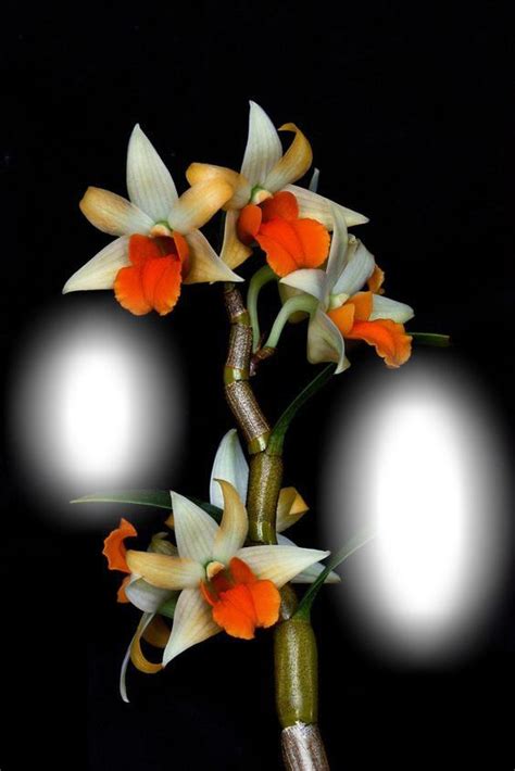 10 Things Nobody Tells You About Orchids Artofit