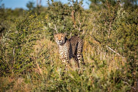 Cheetah Standing On Grass Field Free Photo Rawpixel