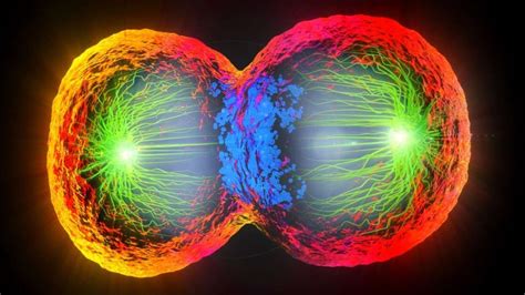 Cell Division Process That Regulates Chromosome Inheritance Discovered