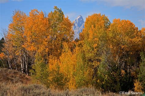 Grand Teton National Park Fall Color Stearns Photography