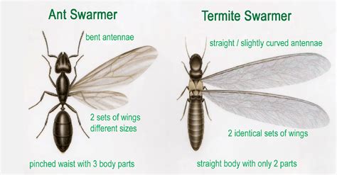 Flying Ants Vs Termites Whats The Difference Bug And Weed Mart