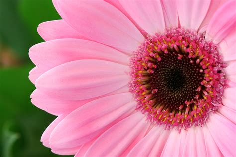 Whether she's mum, step mum, or like a mum, she deserves something truly special this mother's when can i get my mother's day flowers delivered? Keeping Mother's Day celebrations simple - Flower Press