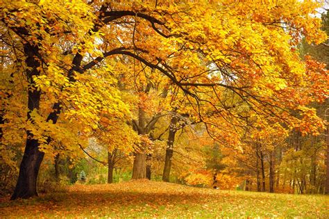Autumn Forest Meadow Wallpapers Wallpaper Cave