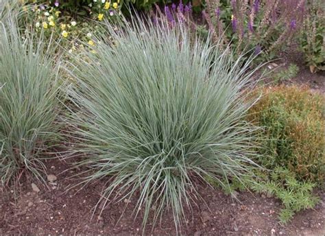 Investing in these perennials is worth every dollar. Blue Fescue | UMass Amherst Greenhouse Crops and ...