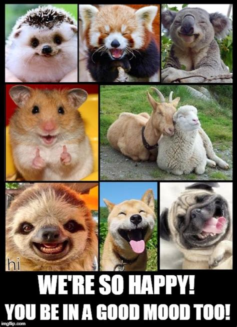 Happy Animals Imgflip