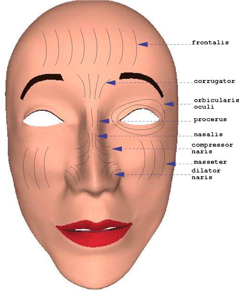 Facial Anatomy Skin Anatomy Book