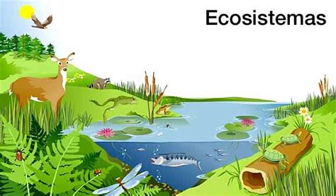 Características Del Ecosistema