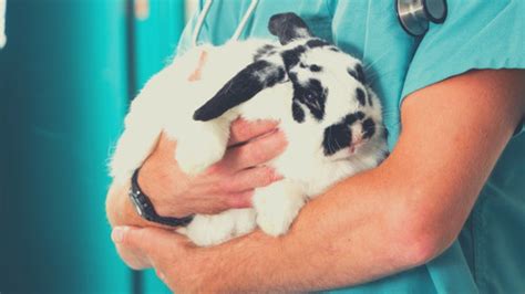 the comprehensive guide to bunny neutering and spaying