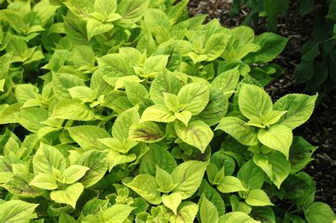 Does gay's delight have green or purple stems? Coleus hybrid 'Gay's Delight' | Coleus | Kings Garden Center