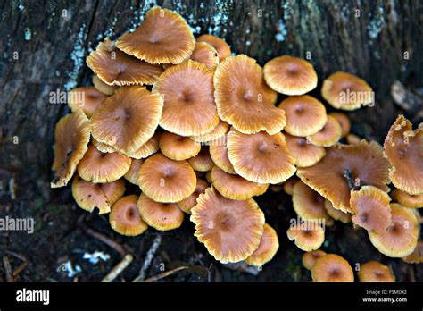 Omphalina Xeromphalina Hi Res Stock Photography And Images Alamy