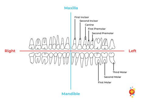 Dental Trauma Chart